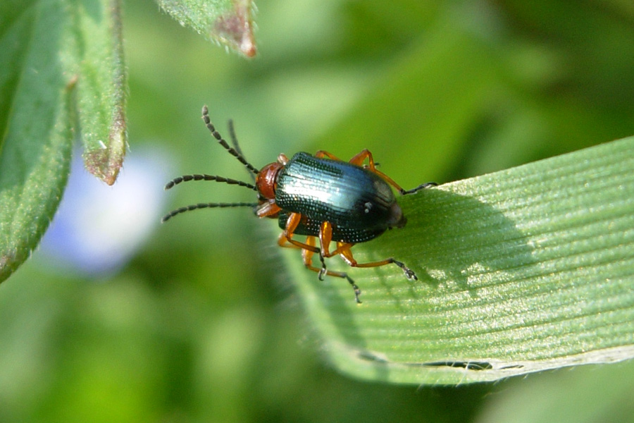 Due Chrysomelidae